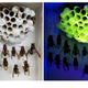 A nest belonging to P. brunetus wasps, seen under white light on the left and UV light on the right